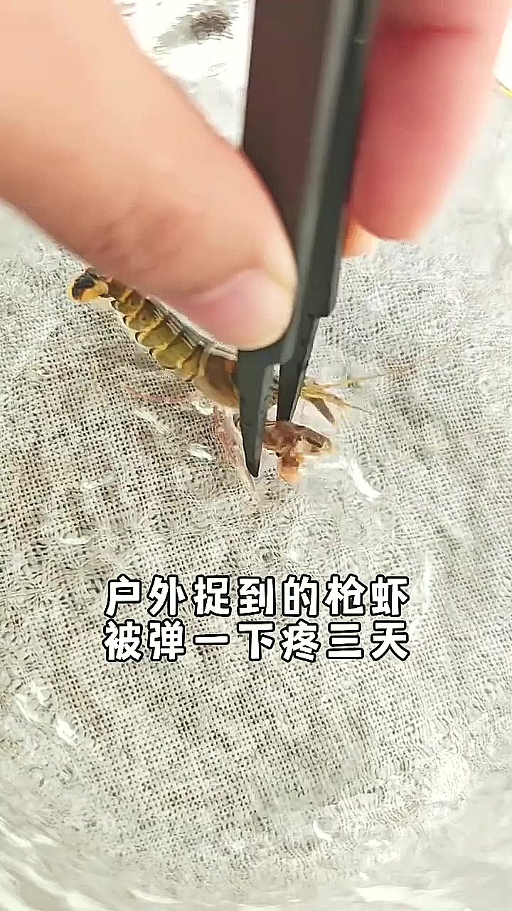 钓友小溪流抓来的枪虾,不小心被他弹了一下疼了三天