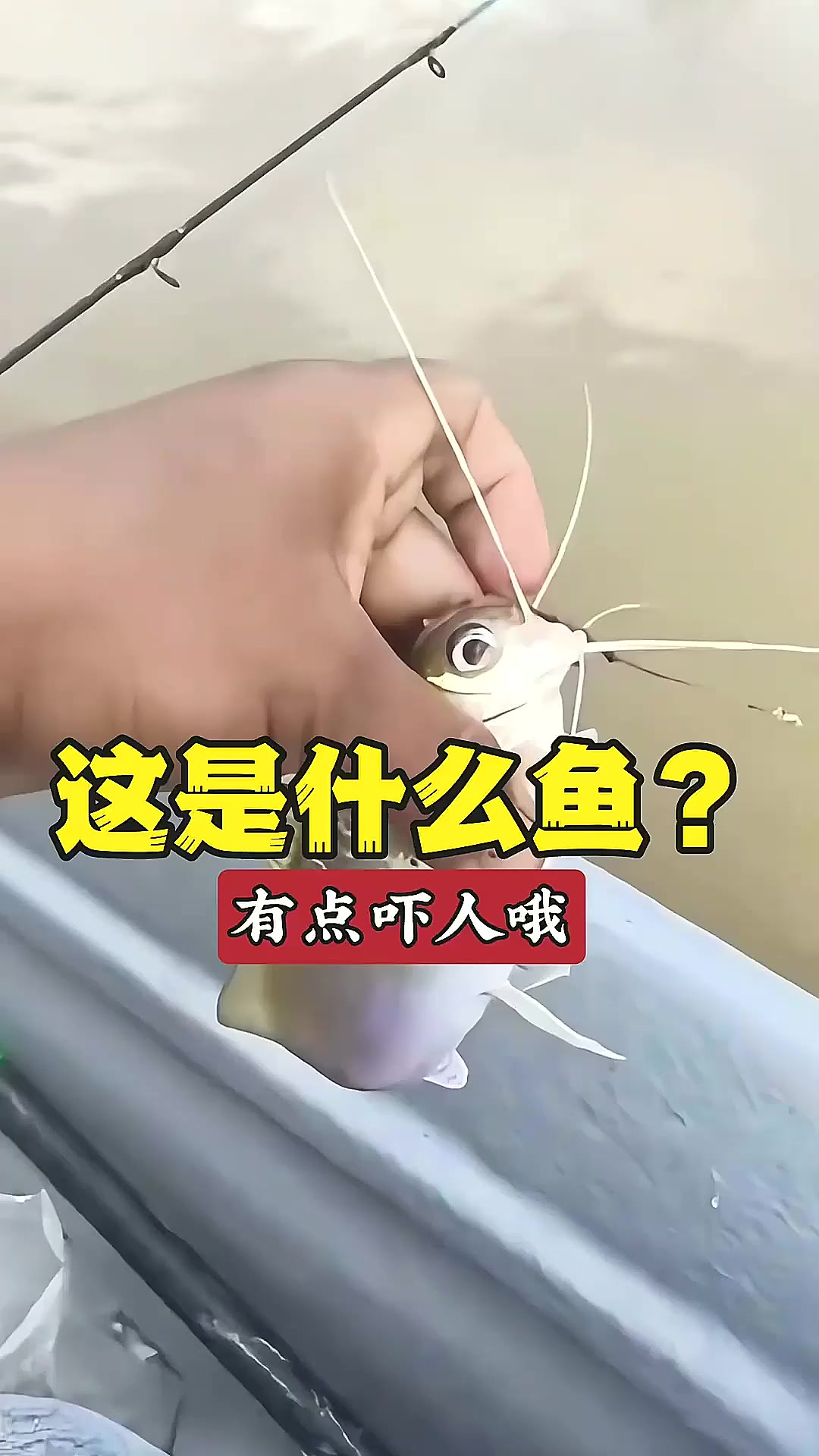 这是什么鱼？歪嘴巴长着胡须挺吓人的