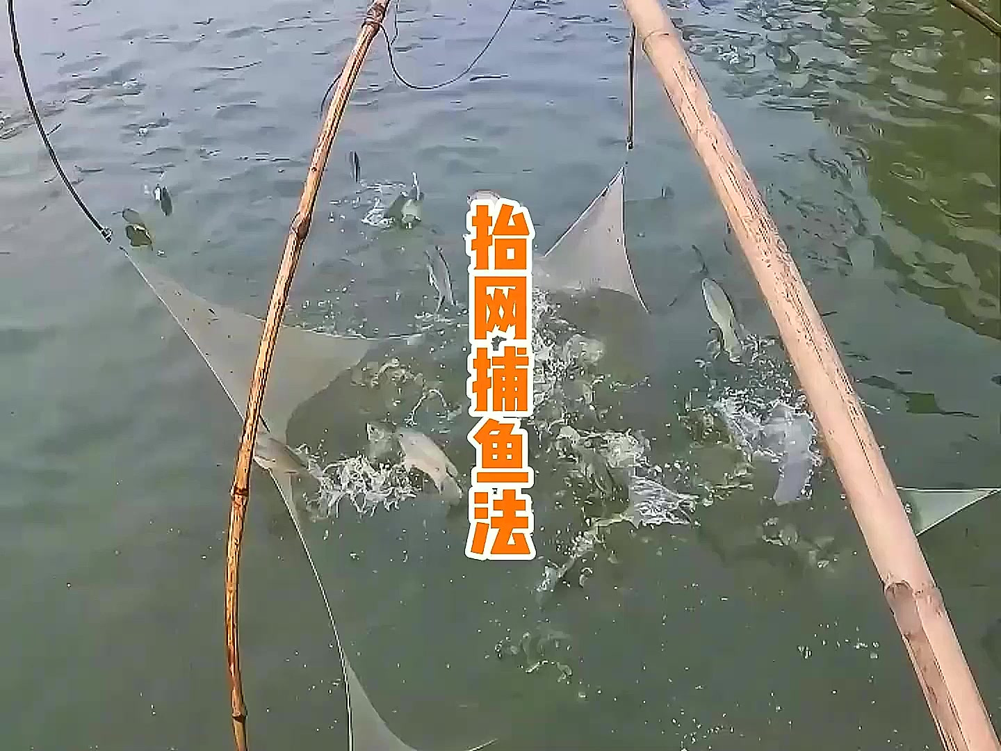 古老捕鱼技艺!抬网捕鱼,收获满满,见证渔民智慧!