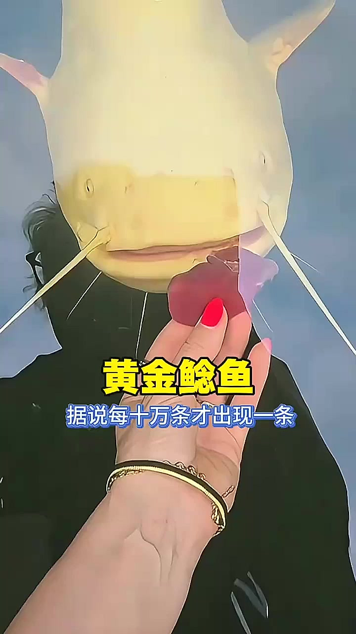 黄金鲶鱼,据说每10万条才出现一条