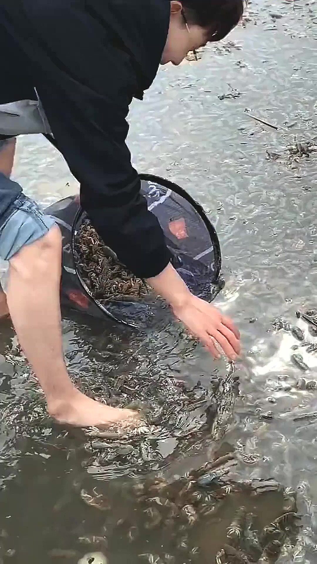 这是个什么情况啊?海边的虾子都泛滥了!