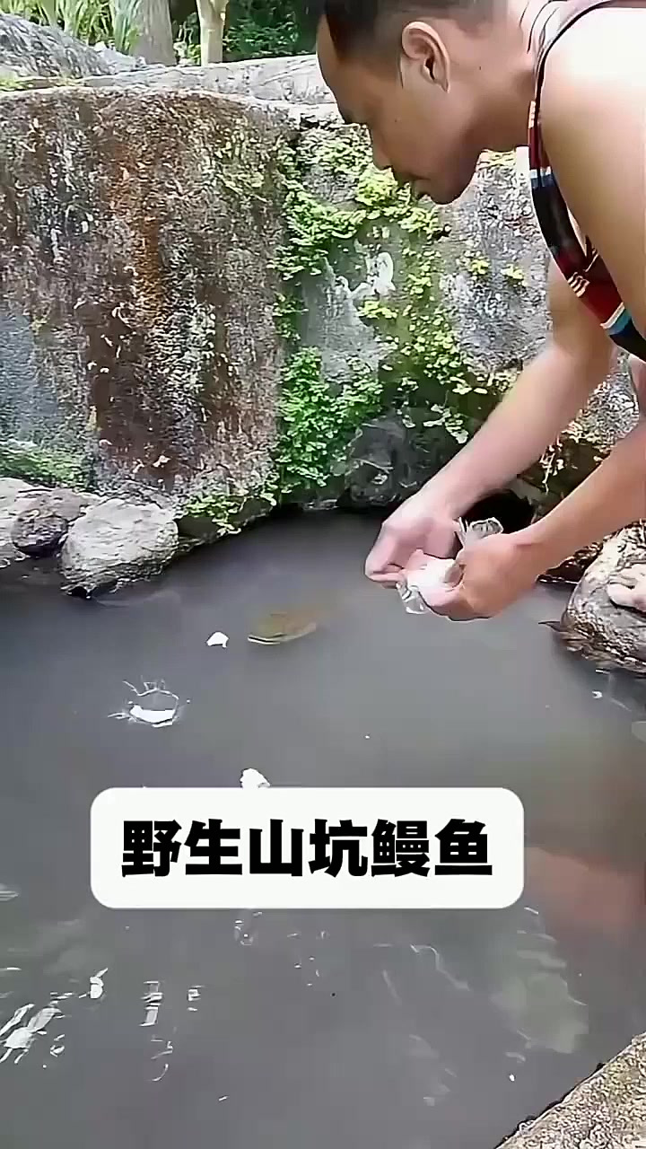 野生山坑鳗鱼