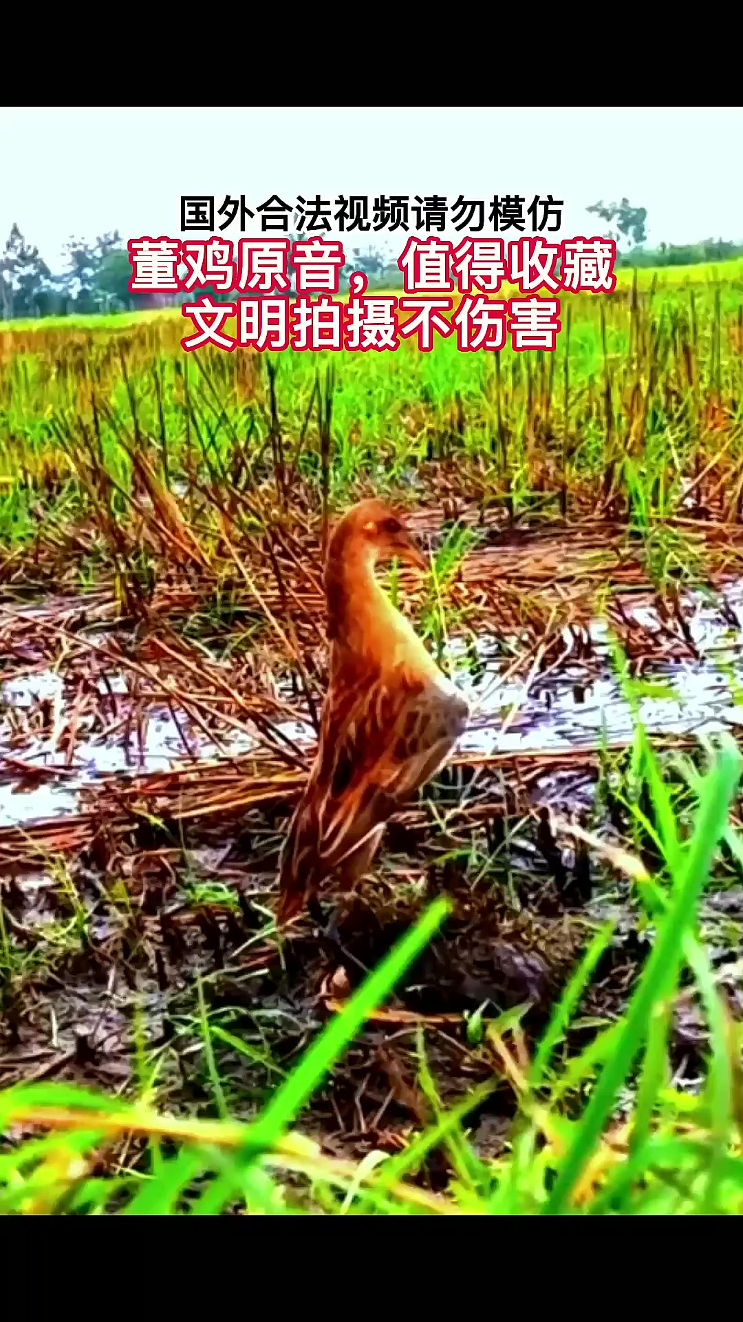 超近距离拍摄,董鸡的叫声!