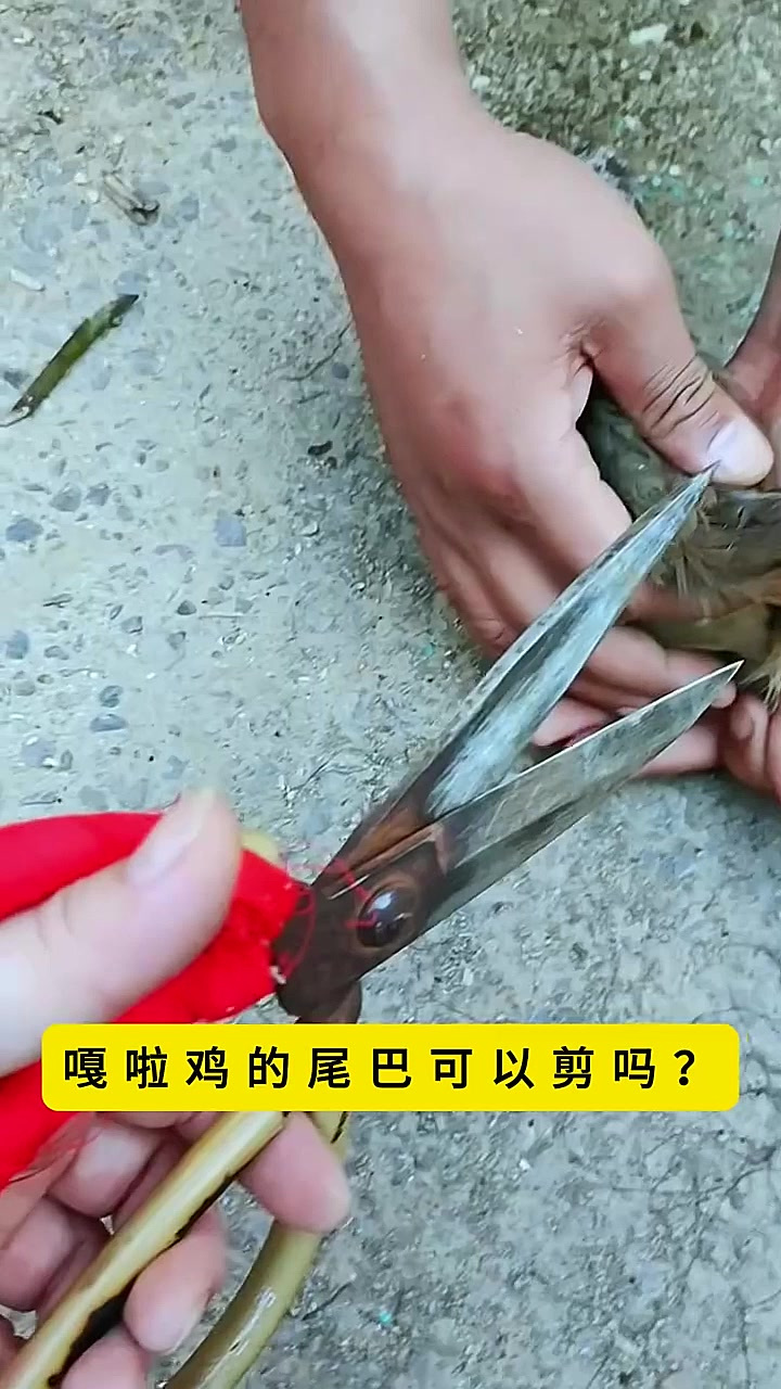 给嘎啦鸡剪尾巴毛!