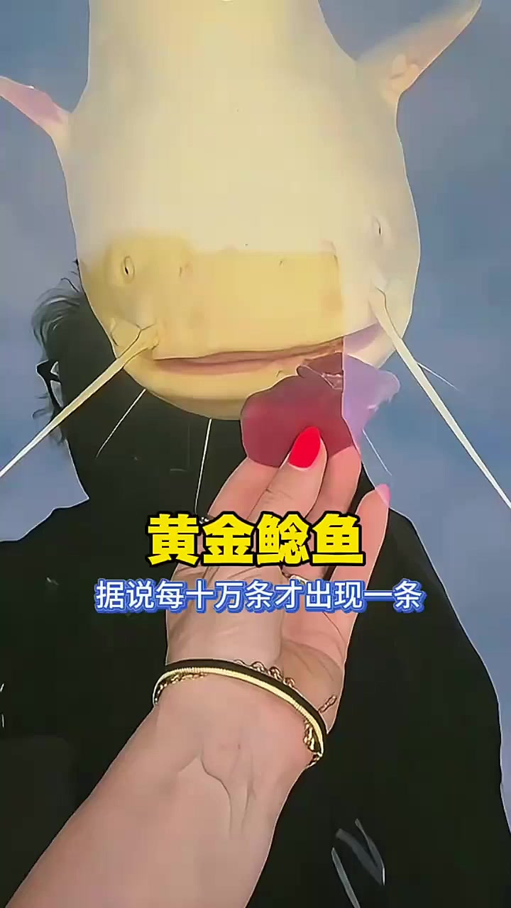 黄金鲶鱼,据说每10万条才出现一条