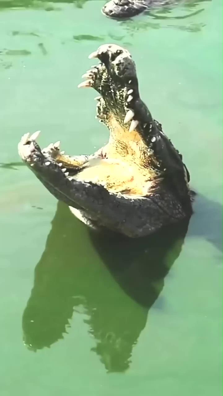 鳄鱼为什么喜欢张着嘴巴不动