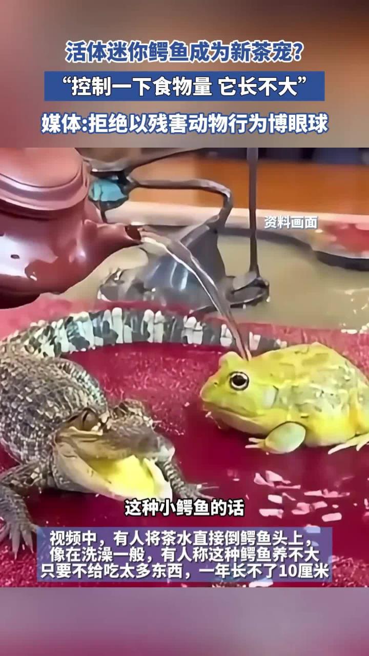 活体迷你鳄鱼成为新茶宠?“控制一下食物量,它长不大”