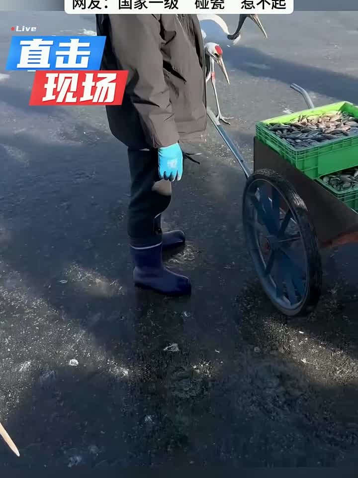 丹顶鹤来蹭鱼吃，男子只得吓唬它，网友：这下别想溜了