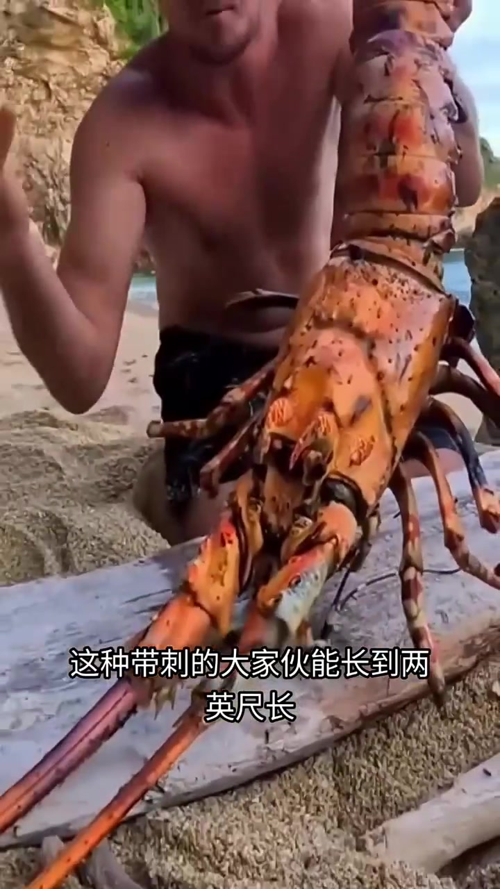 盘点世界上最大的三种龙虾