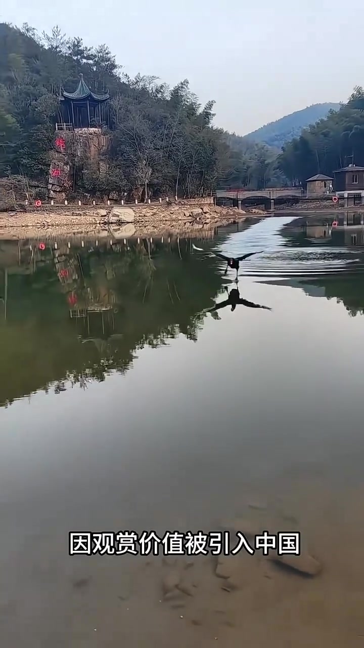 科普分享不同品种的鹅类，你见过几种？
