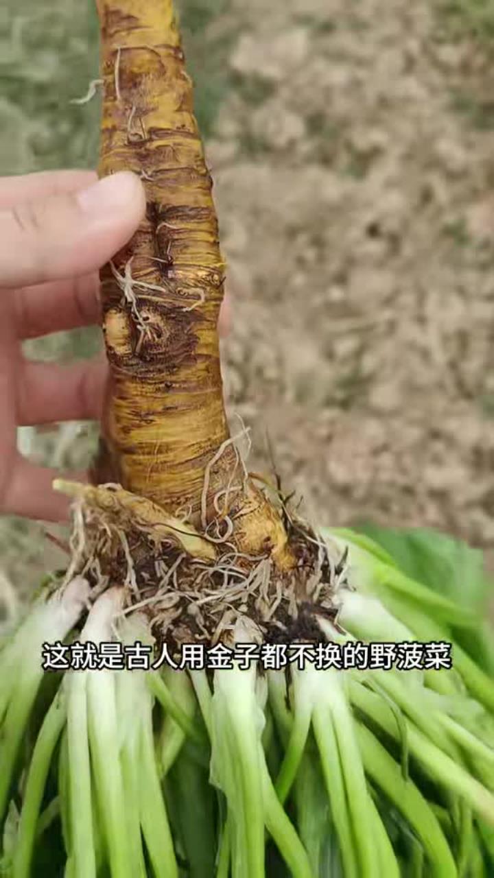 古人用金子都不换的野菠菜,又称牛大黄 你的家乡有这种植物吗 大自然的馈赠 植物科普
