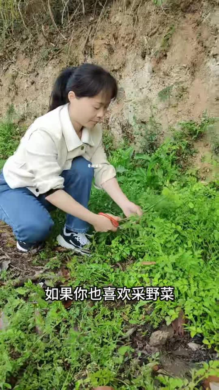 网红野菜野芹菜又叫水芹，被称为野菜中的王者 大自然的馈赠 你的家乡有这种植物吗 野