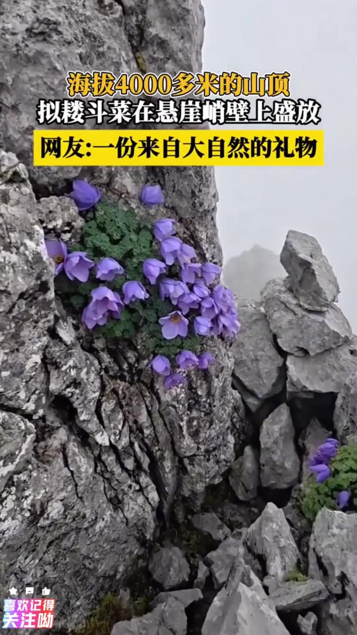 海拔4000多米的石卡雪山山顶,拟耧斗菜在石崖峭壁之上盛放