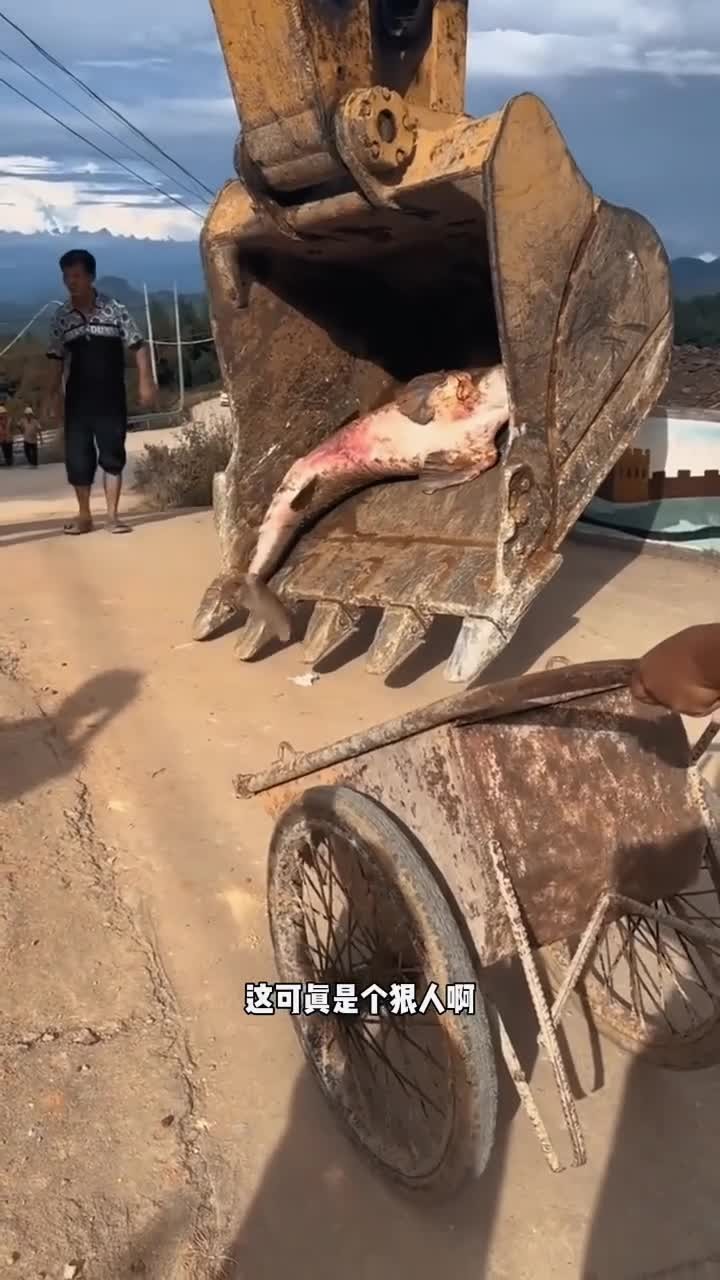 圆头尖嘴鱼能活五到七年 搞笑配音