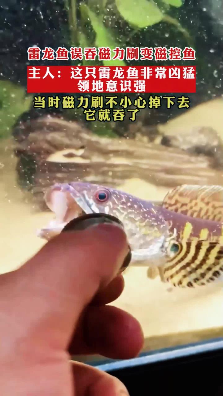 雷龙鱼误吞磁力刷变磁控鱼,主人:这只雷龙鱼非常凶猛领地意识强