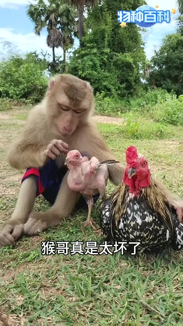 猴哥把小鸡毛拔光,真是太坏了