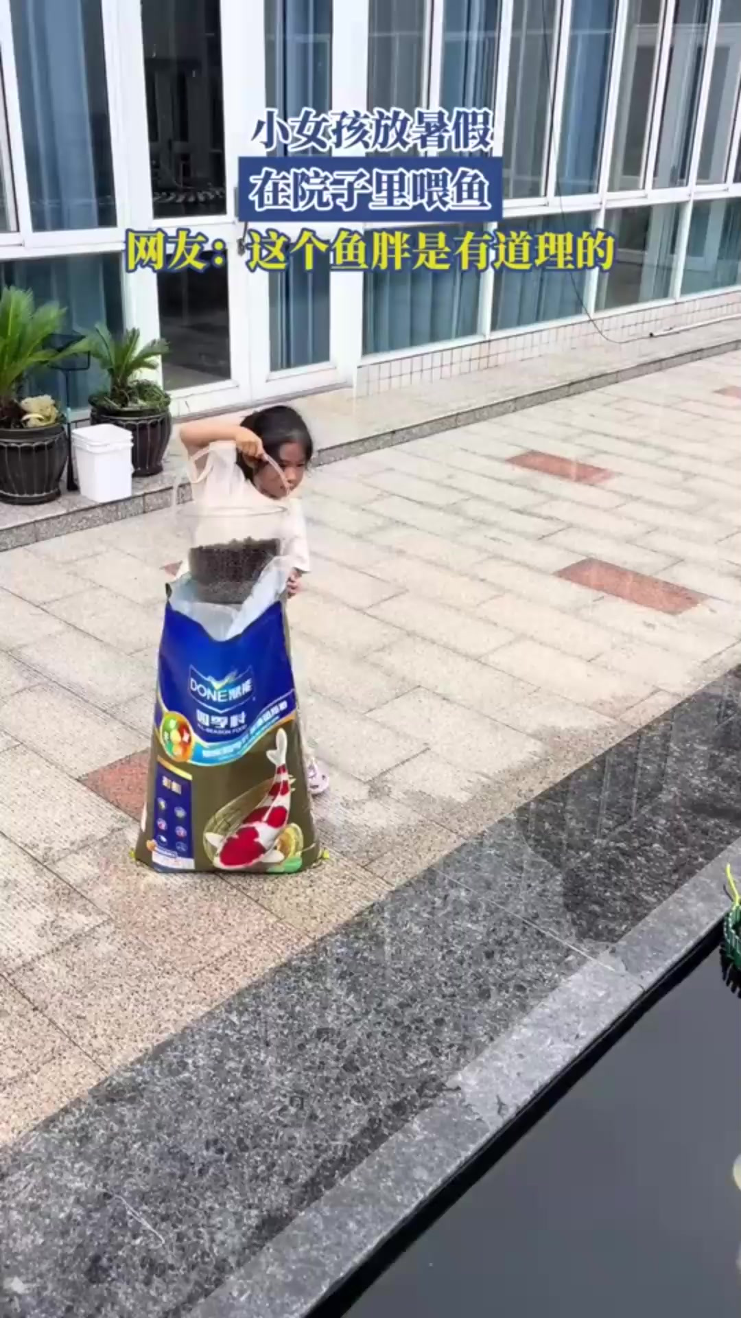 小女孩放暑假在院子里喂鱼,网友:这个鱼胖是有道理的