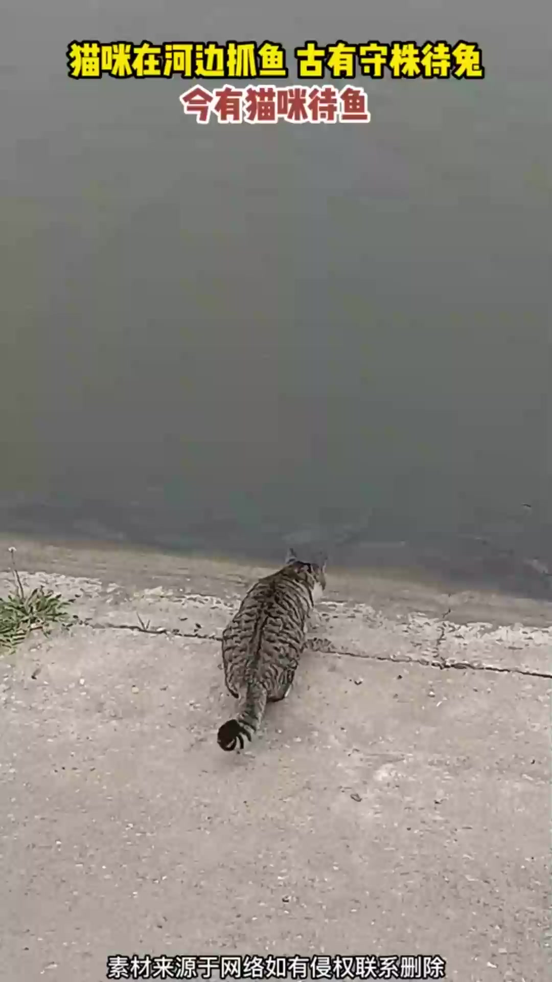 猫咪在河边抓鱼 古有守株待兔,今有猫咪待鱼