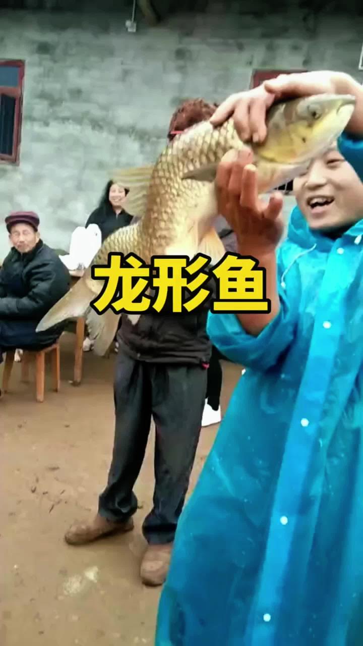 这才是真正的龙鱼啊!