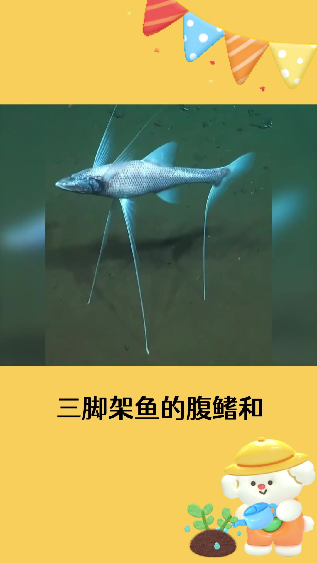 那三脚架发明之前这个鱼叫什么呢？