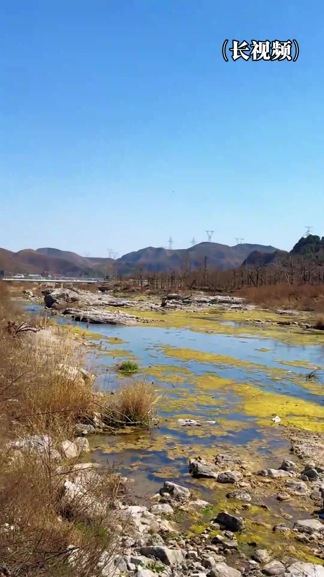 山涧溪流亚成宽鳍鱲连杆 鱼获全部放流在保定市区