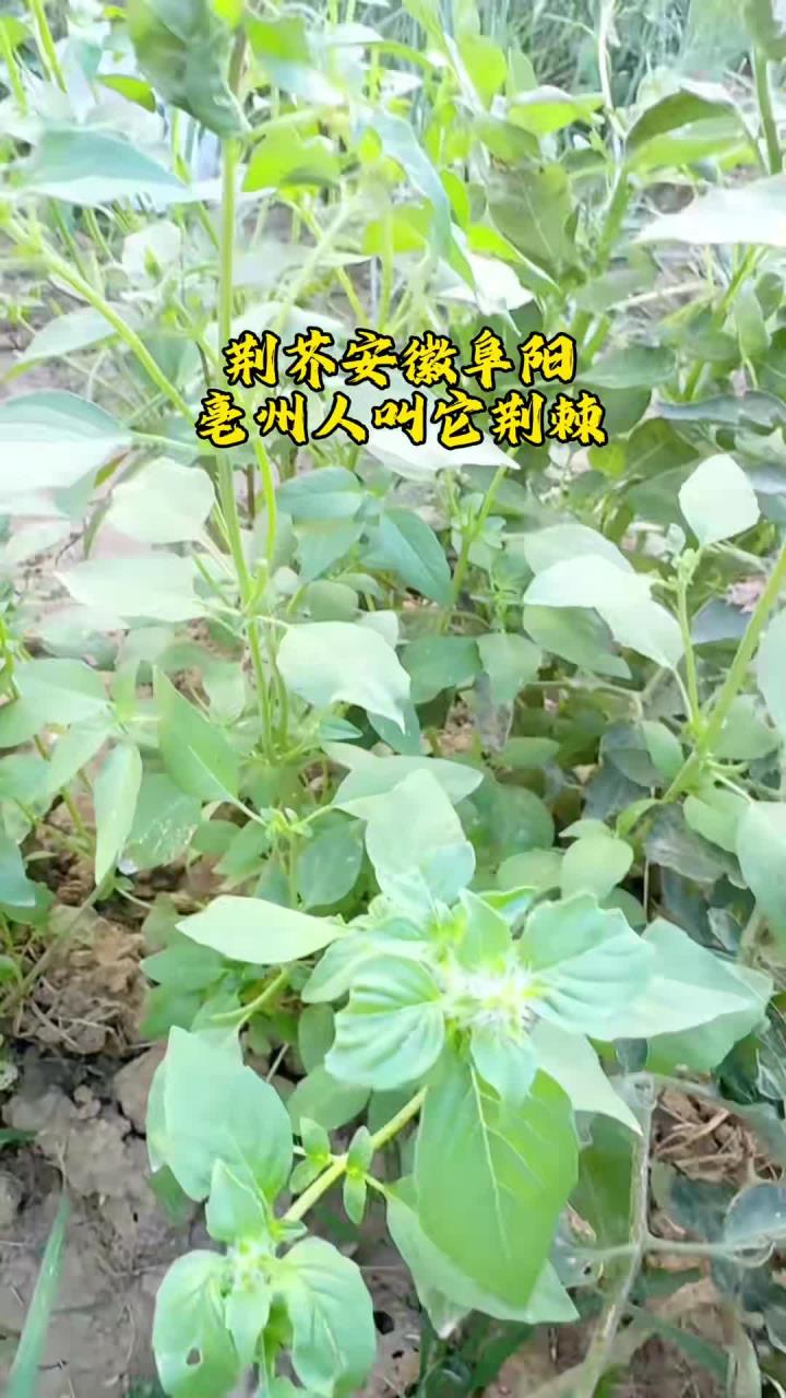 荆棘荆棘菜荆棘妙用每天学习一对身体好的食物食疗养生
