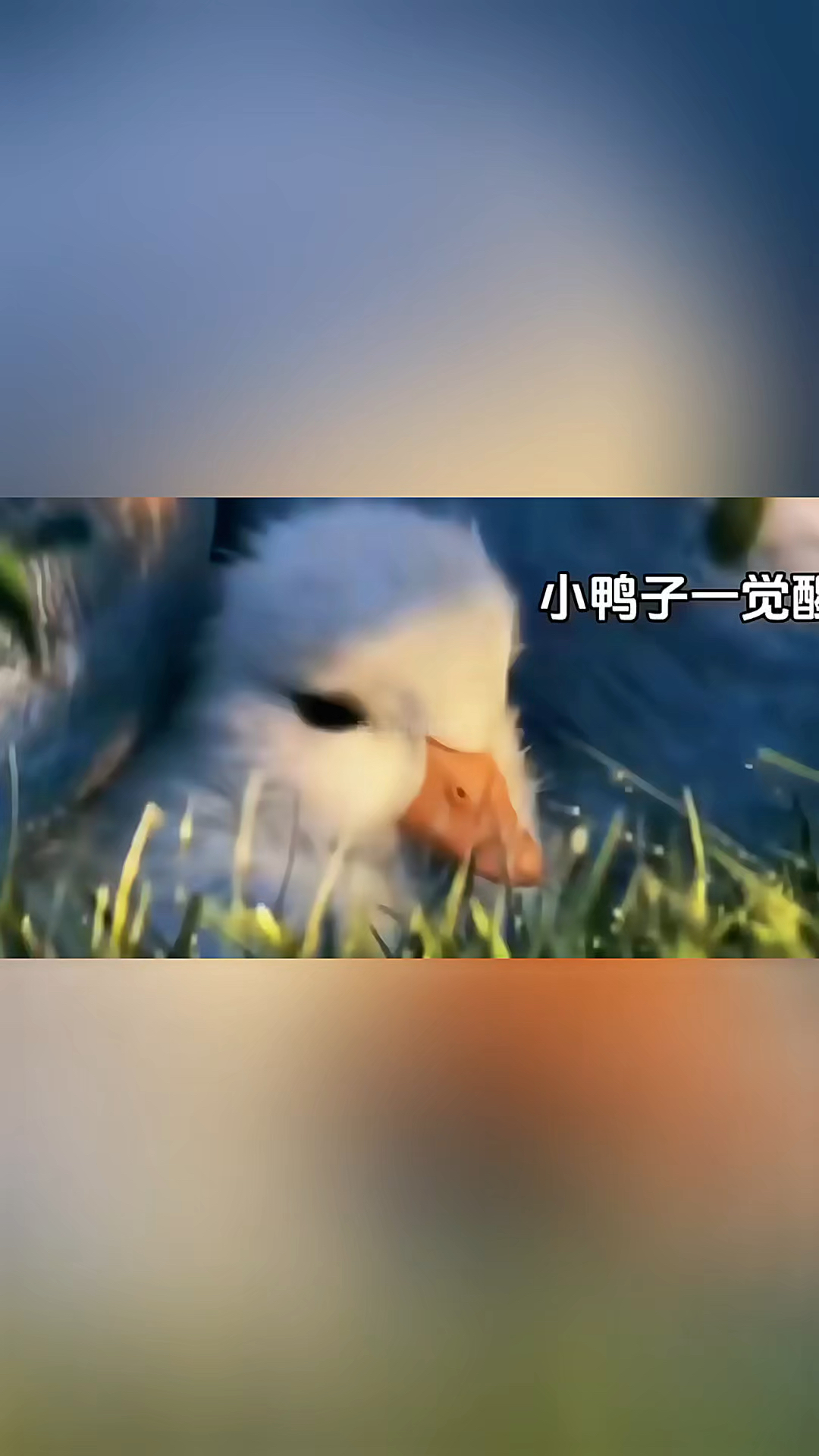 我是可爱的小黄鸭，嘻嘻#搞笑动画 #热门动画片 #搞笑