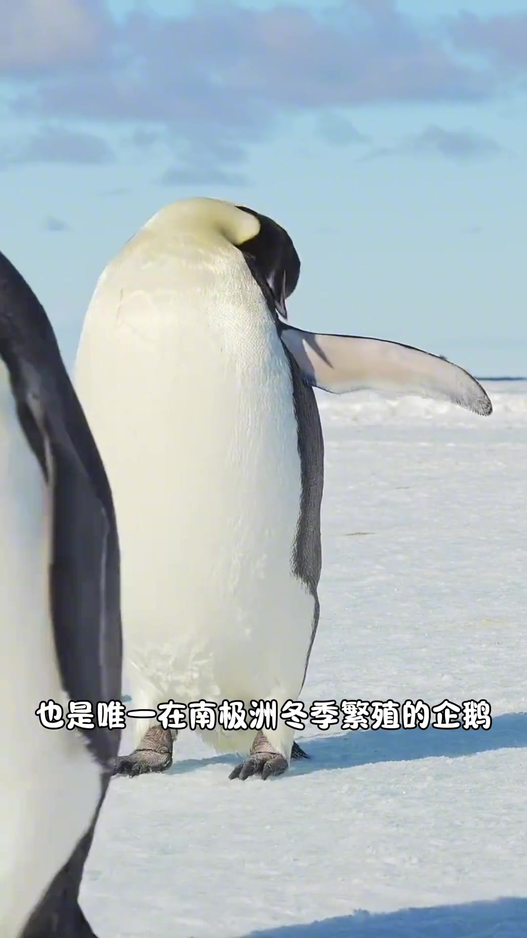 第167集。科普10种企鹅和他们各自的特点，看你都见过几种？