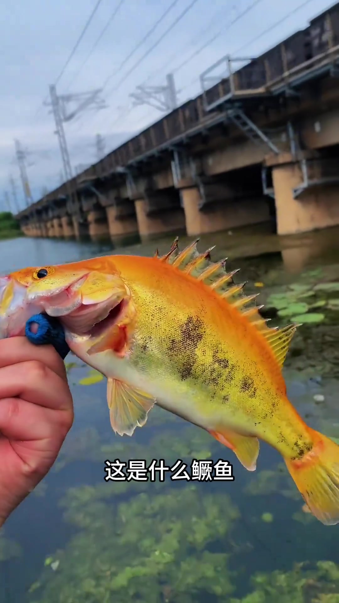 分享科普13种鳜鱼，看看你都认识几种