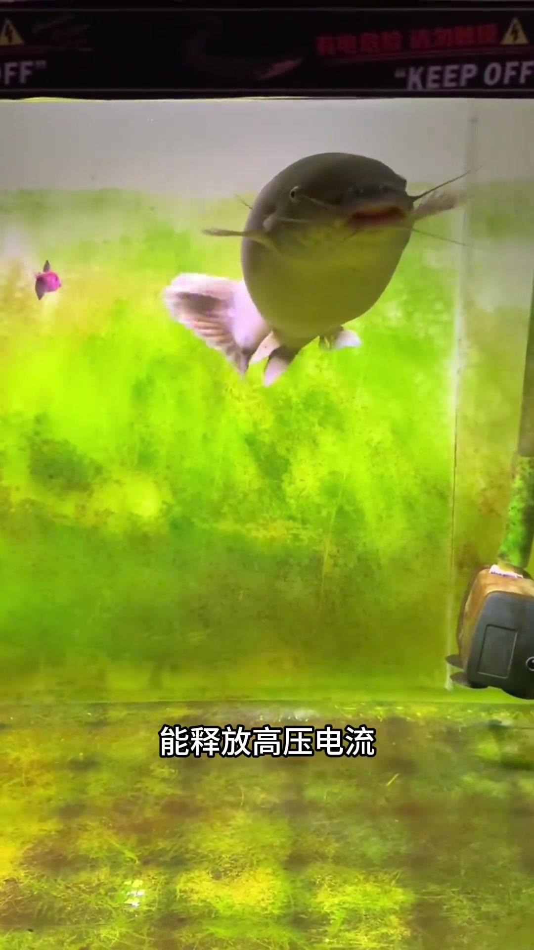带你认识12种奇特的“鲶鱼”
