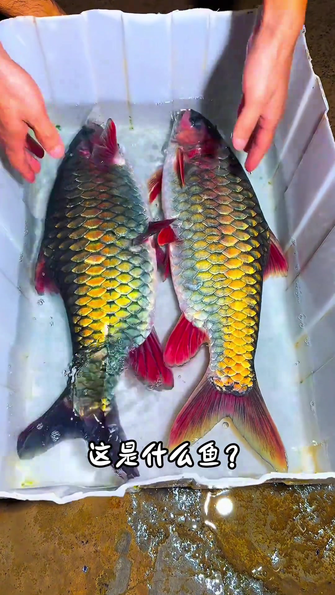 分享12种不同的淡水鱼，你觉得哪种最好吃？