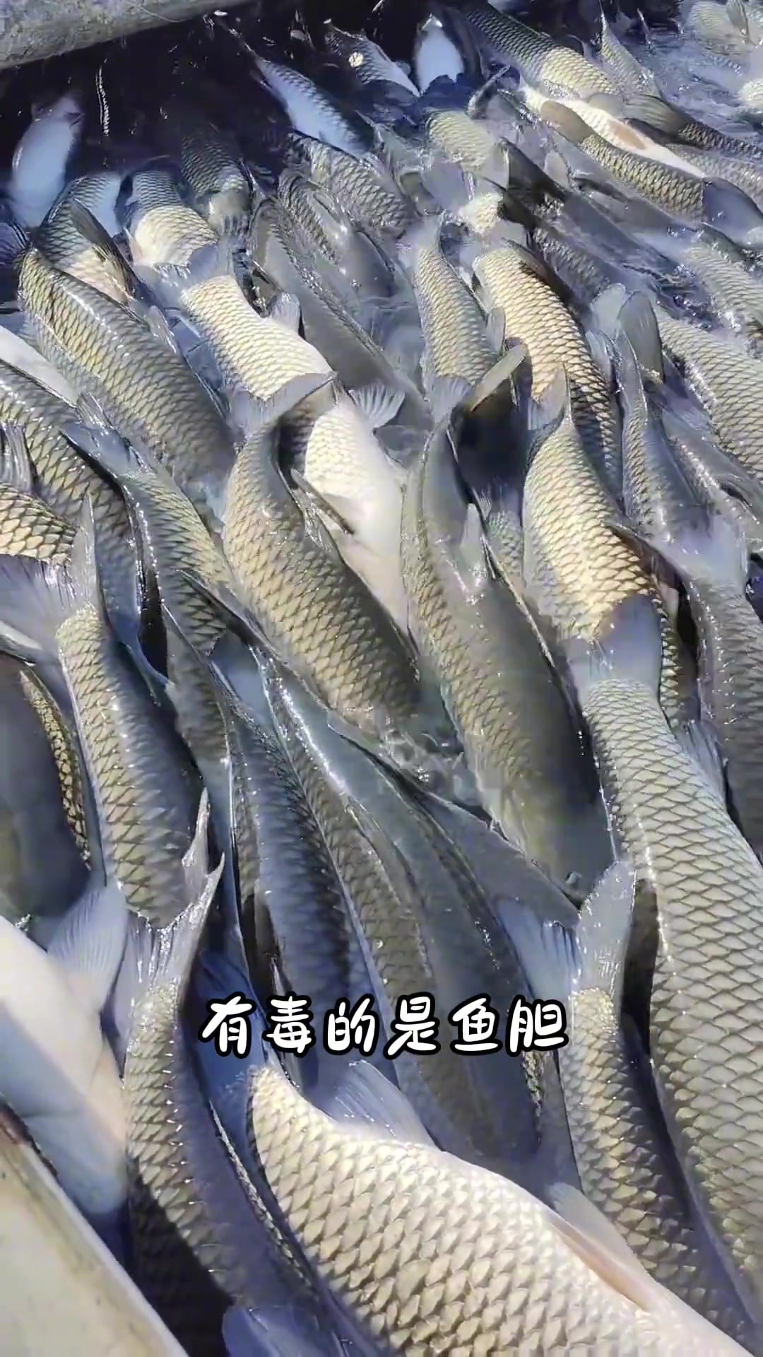 分享8种有毒的淡水鱼，你都认识哪几种呀？