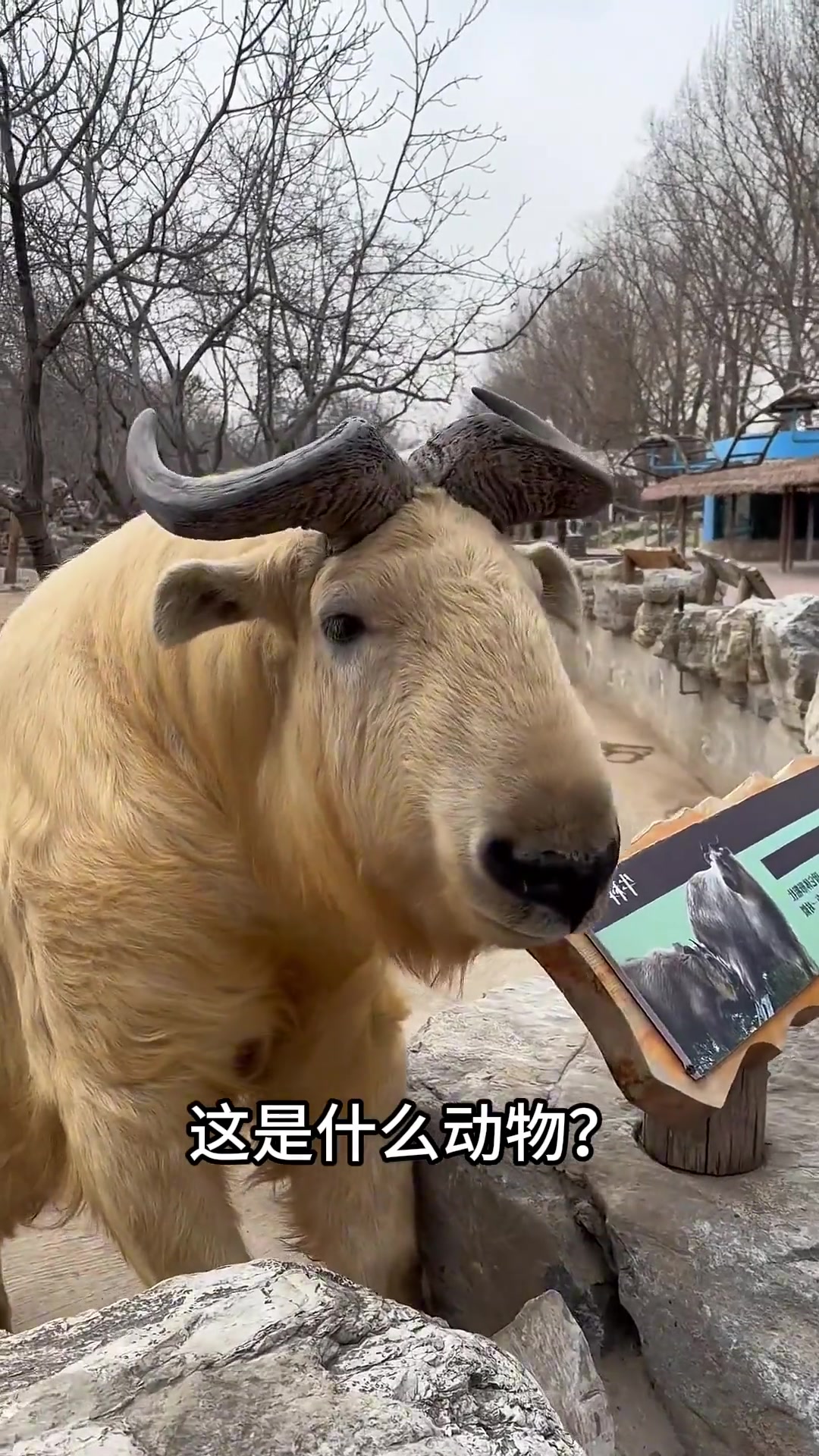 分享科普12种“国家一级保护动物”你都认识几种？