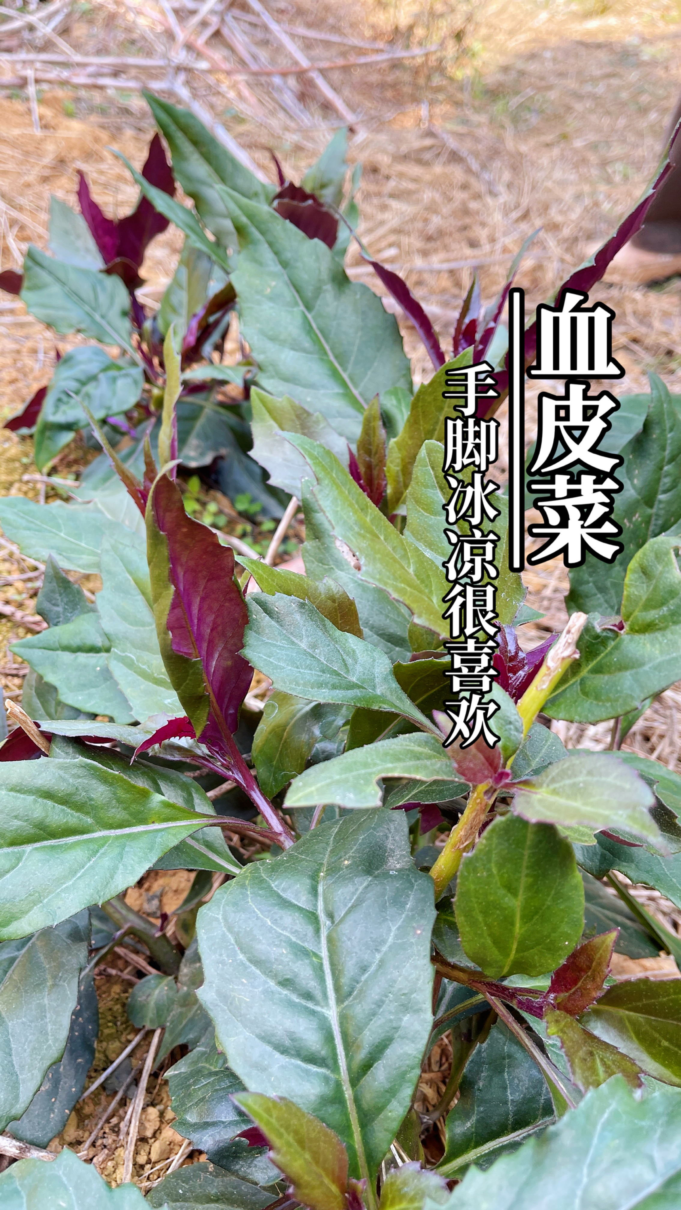 农村常见的一种野菜,学名血皮菜,认识它不吃亏