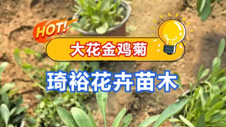 大花金鸡菊价格,我们致力于为客户提供优良、多样化的花卉苗木产
