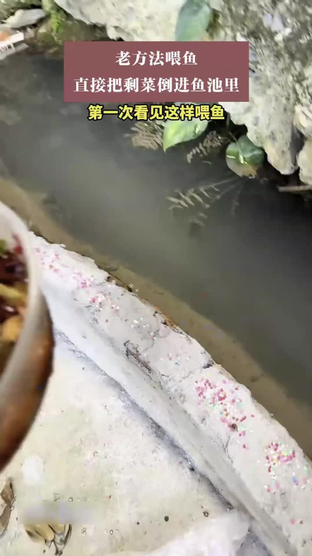 老方法喂鱼，直接把剩菜倒进鱼池里