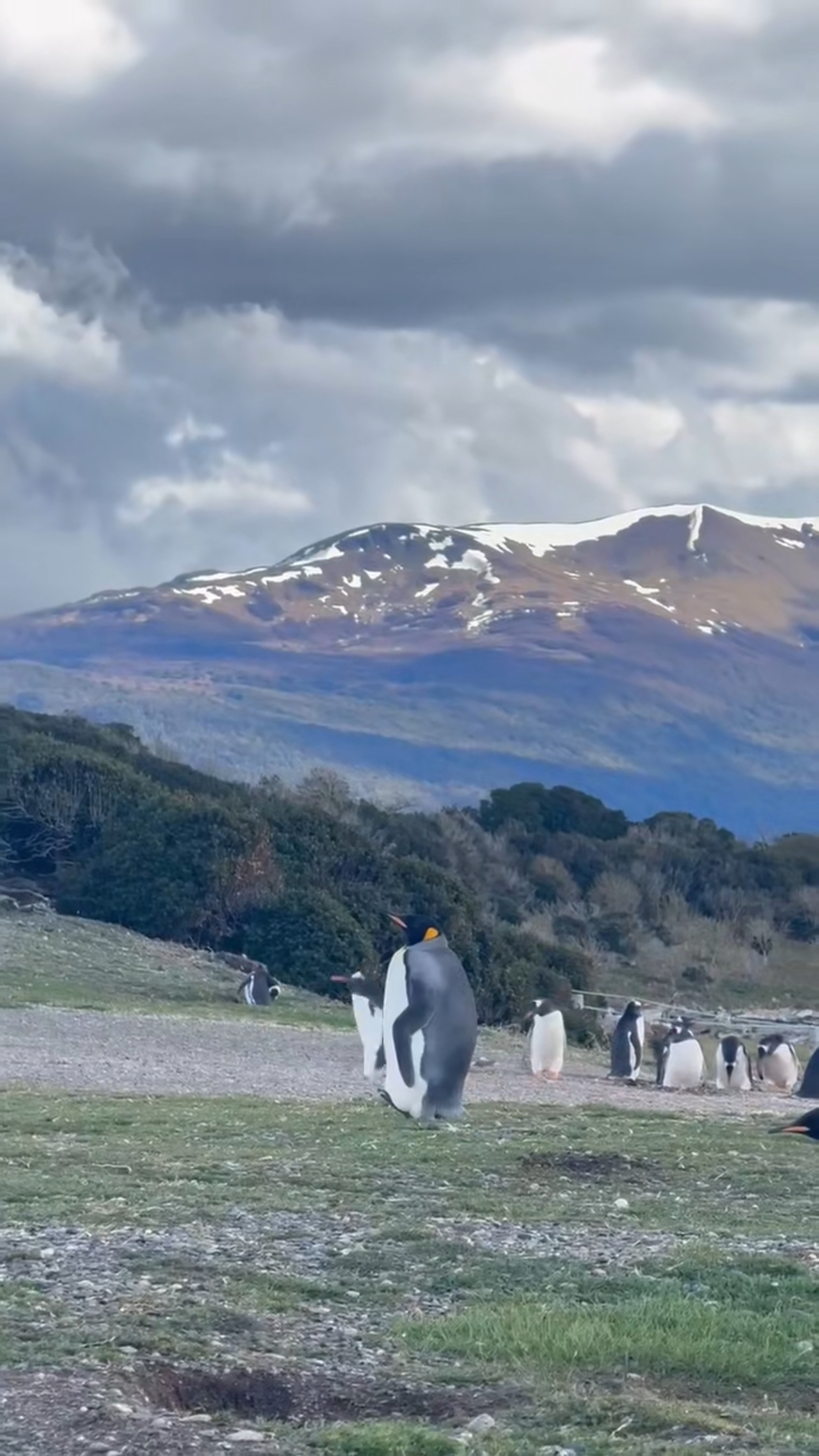 乌斯怀亚,在世界尽头看企鹅了!企鹅敲~可~爱!