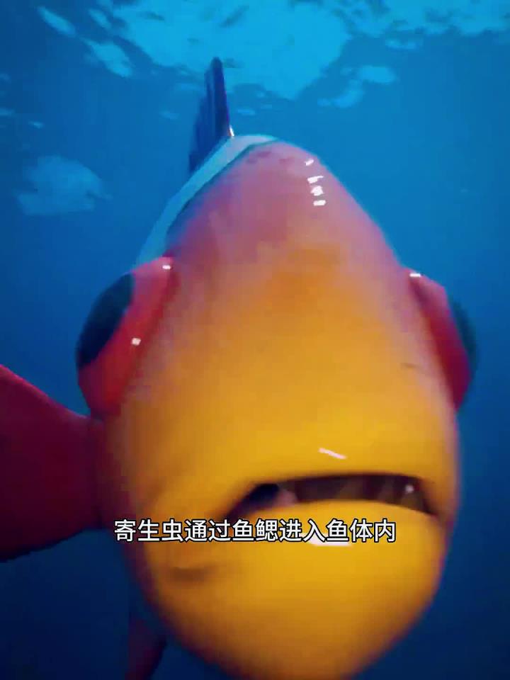 寄生虫进入鱼鳃有多恐怖