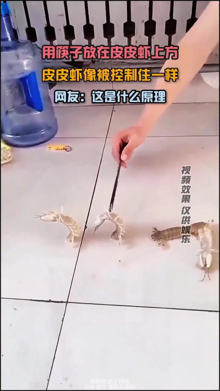 筷子放在皮皮虾上方,皮皮虾像被控制住一样,网友:这是什么原理