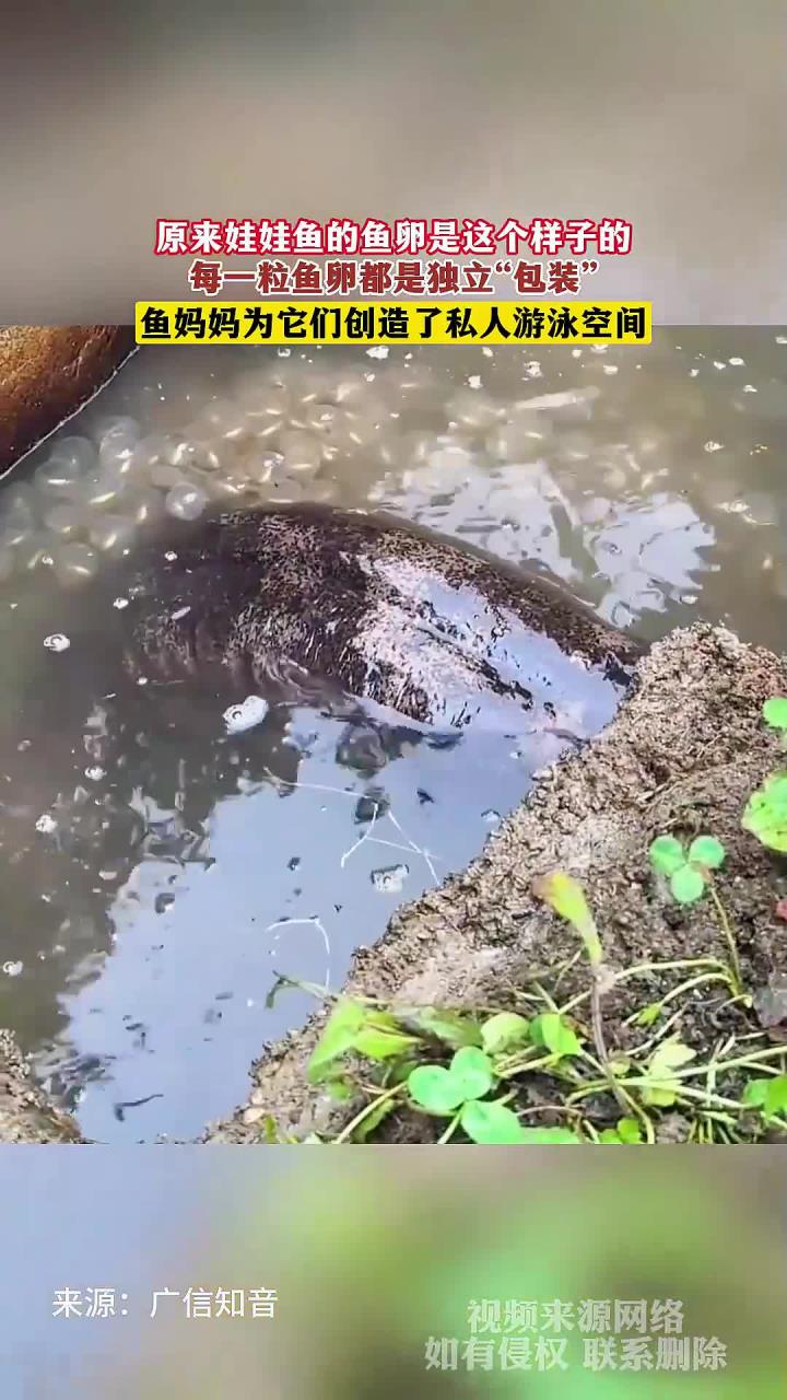 原来娃娃鱼的鱼卵是这个样子的,每一粒鱼卵都是独立“包装”