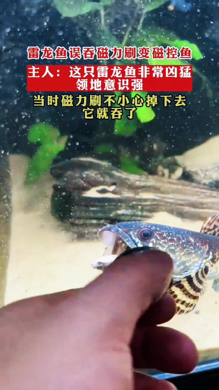雷龙鱼误吞磁力刷变磁控鱼,主人:这只雷龙鱼非常凶猛领地意识强
