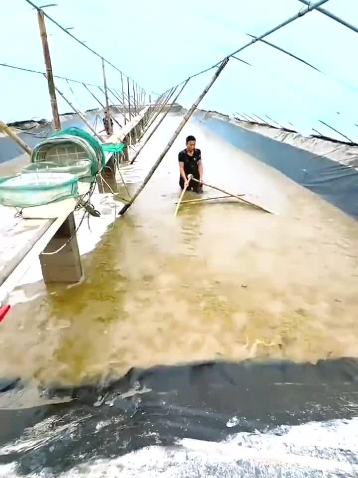看着网里的虾米,真的太壮观了呀