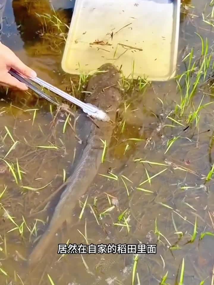 奇怪的鱼,它的头太大了