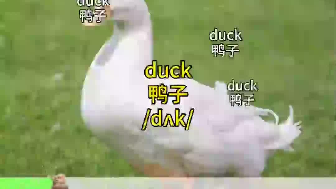 第160集|跟着鸭子学英语,挑战十秒记一个单词!