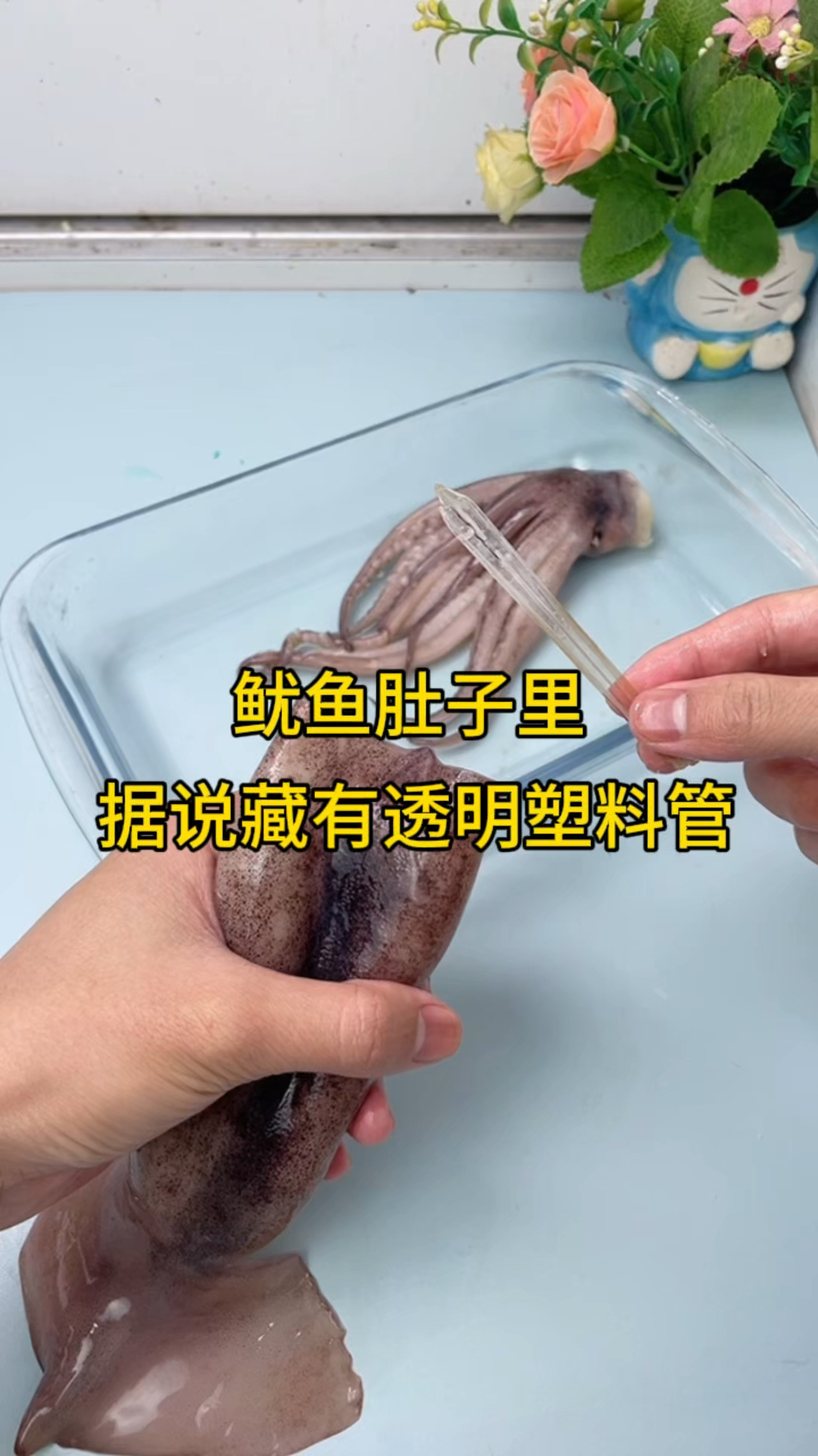 鱿鱼肚子里面藏有透明塑料管?