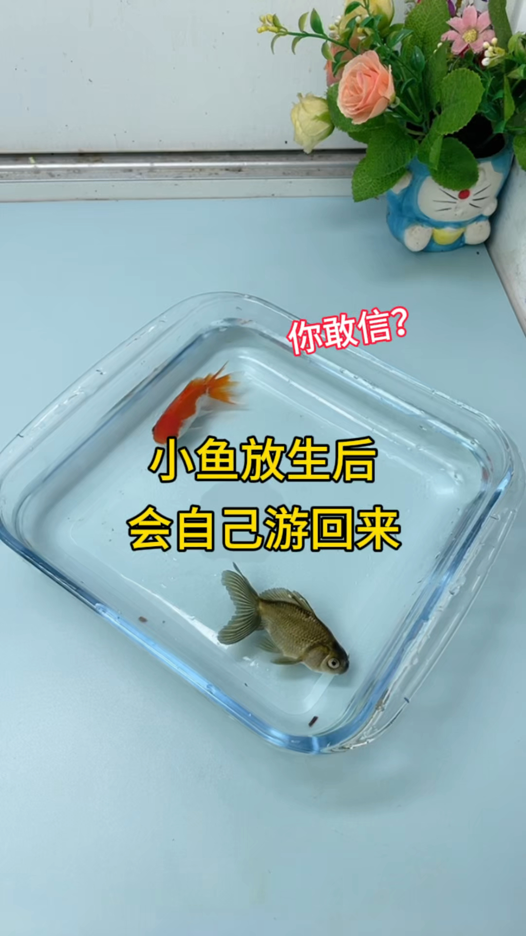 小鱼放生后会自己游回来?