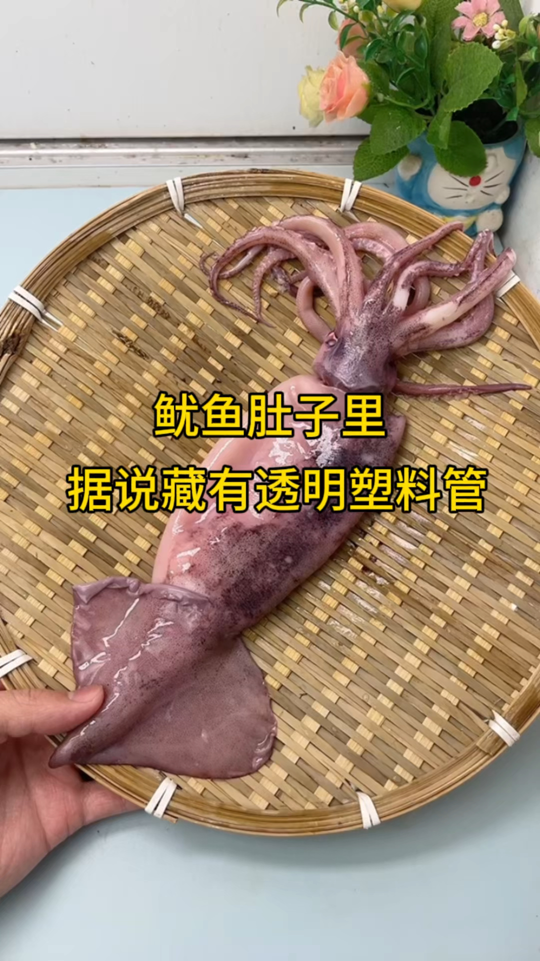 据说鱿鱼肚子里面藏有塑料管