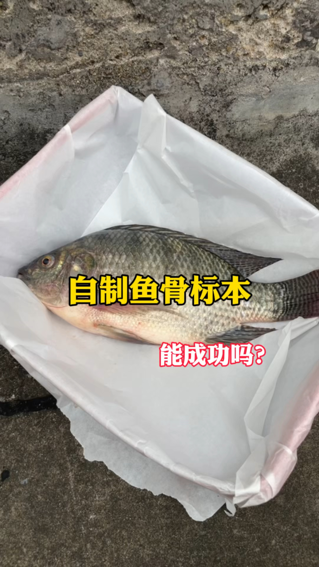 挑战自制鱼骨标本