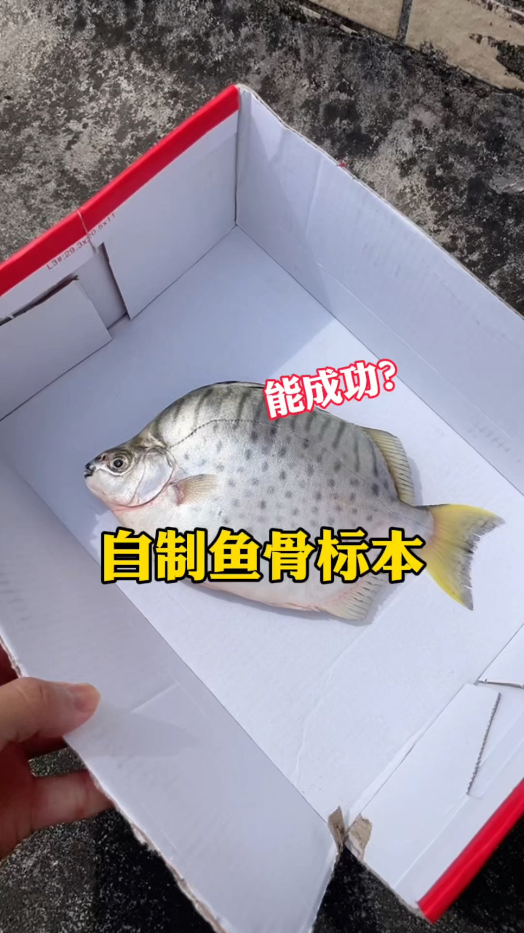 挑战自制鱼骨标本