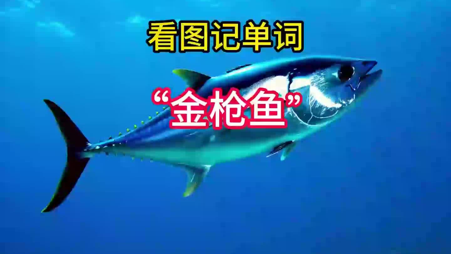 tuna（金枪鱼）10秒速记单词